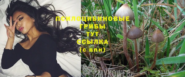 прущие грибы Чегем