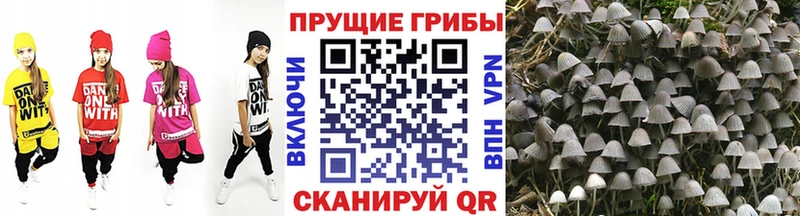 Галлюциногенные грибы Cubensis  маркетплейс официальный сайт  Заволжье 